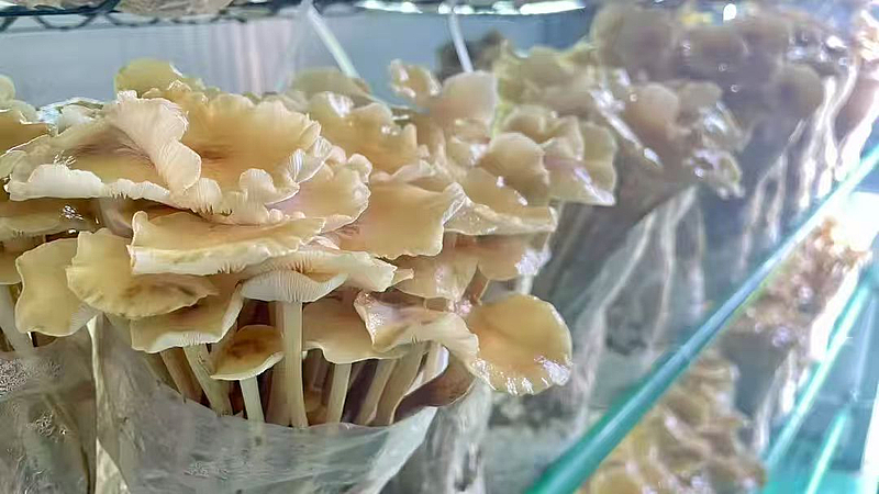 棚掌柜 打造會(huì)思考的‘農(nóng)場’，以軟件開發(fā)賦能現(xiàn)代農(nóng)業(yè)新發(fā)展